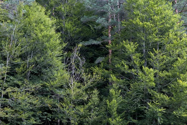 Foresta Verde Mista Latifoglie Conifere Selva Oza Valle Hecho Parco — Foto Stock