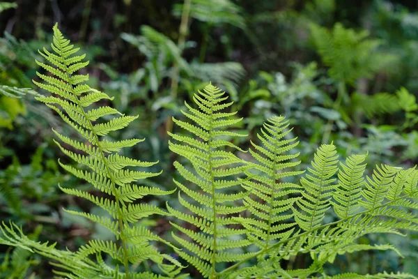 Samambaia Athyrium Filix Femina Frondes Verdes Frescos — Fotografia de Stock