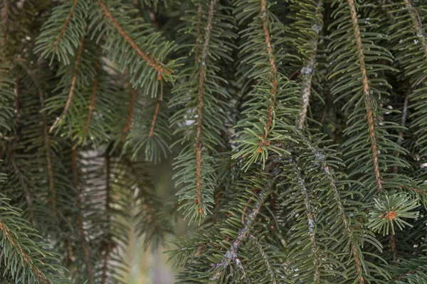 Abeto Europeu Picea Abies Folha Verde Das Árvores — Fotografia de Stock