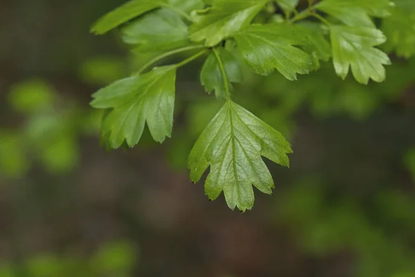 Yaygın Atmacalı Diken Crataegus Monogyna Ilkbahar Taze Yeşil Yaprakları — Stok fotoğraf