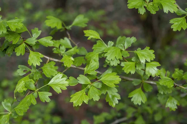 Yaygın Atmacalı Dikenli Crataegus Monogyna Ilkbahar Taze Yeşil Yapraklı Seçici — Stok fotoğraf