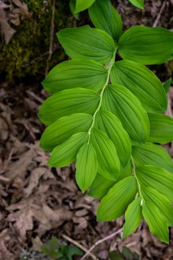Açısal Süleyman 'ın Mührü (poligonatum odoratum) Taze yeşil yapraklar 