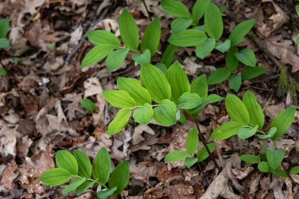 Угловая Печать Соломона Polygonatum Odoratum Свежие Зелёные Листья — стоковое фото