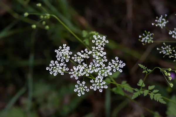 Белые Цветки Грубого Червила Chaerophyllum Temulum — стоковое фото