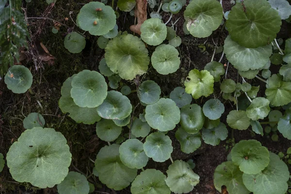 Umbilicus Rupestris 肉质植物 生长在潮湿的 阴凉的苔藓林 — 图库照片