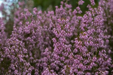 İspanyol fundalığı (Erica australis) pembe çiçekler