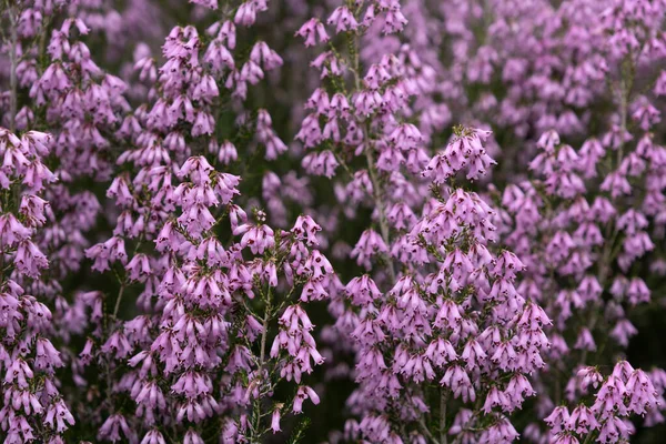 Spanyol Fundalığı Erica Australis Pembe Çiçekler — Stok fotoğraf