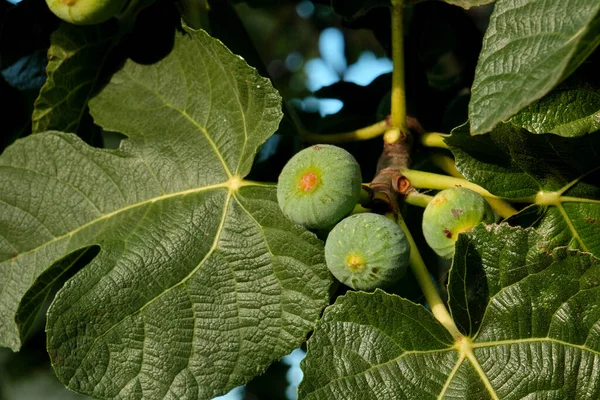 Σύκο Ficus Carica Πρώιμα Πράσινα Φρούτα — Φωτογραφία Αρχείου