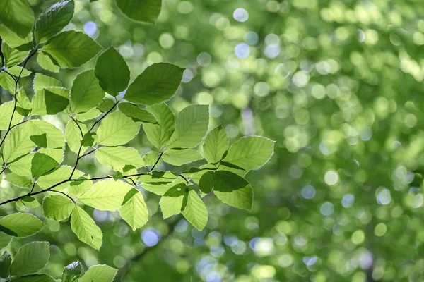 Faia Europeia Fagus Sylvatica Folhagem Verde Fresca — Fotografia de Stock