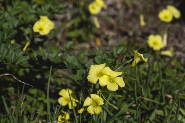 Sourgrass (Oxalis pes-caprae) sarı çiçekler açıyor