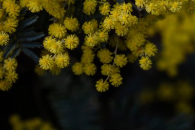 Acacia deal bata silver wattle sarı çiçekler yaklaşıyor