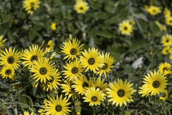 Tarassaco Del Capo Arctotheca Calendula Fiori Gialli — Foto Stock