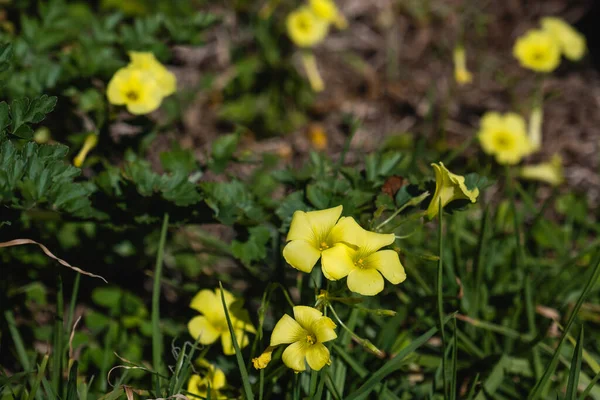 Sourgrass (Oxalis pes-caprae) sarı çiçekler açıyor