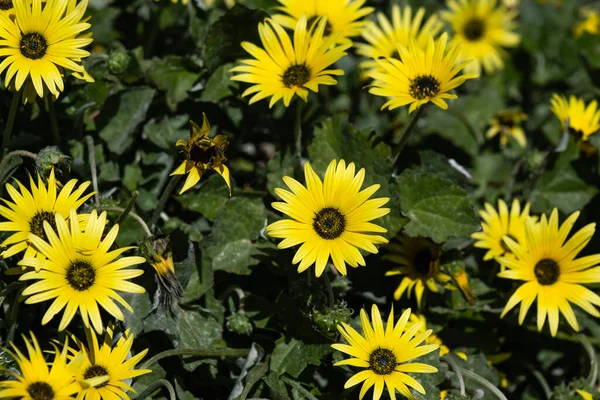 Tarassaco Del Capo Arctotheca Calendula Fiori Gialli — Foto Stock