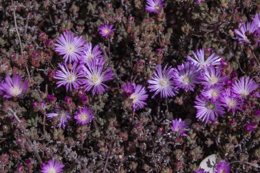 Soluk çiy bitkisi (Drosanthemum floribundum) açan lavanta renkli çiçekler 