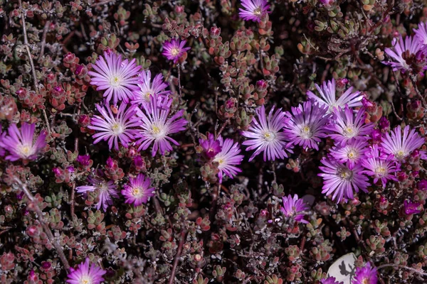 Pale Dew Plant Drosanthemum Floribundum Blooming Lavender Colored Flowers — Stock Photo, Image