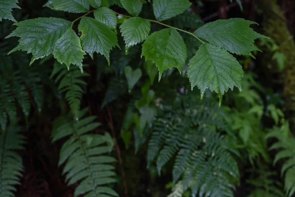 Olmo Wych Ulmus Glabra Hojas Verdes —  Fotos de Stock