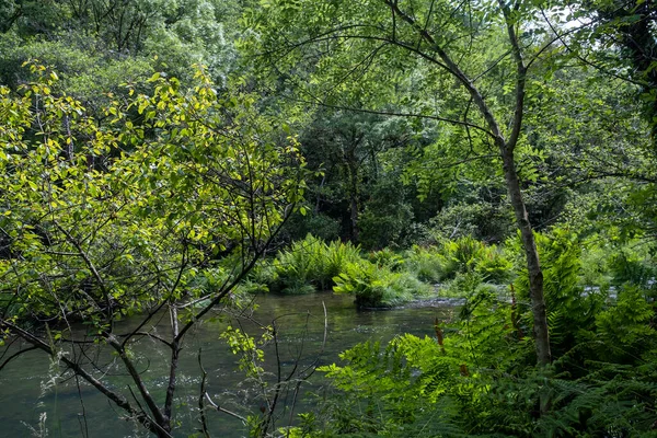 Fragas Eume Galiçya Spanya Daki Ormanlardaki Yeşil Nehir Kenarı Bitkileri — Stok fotoğraf