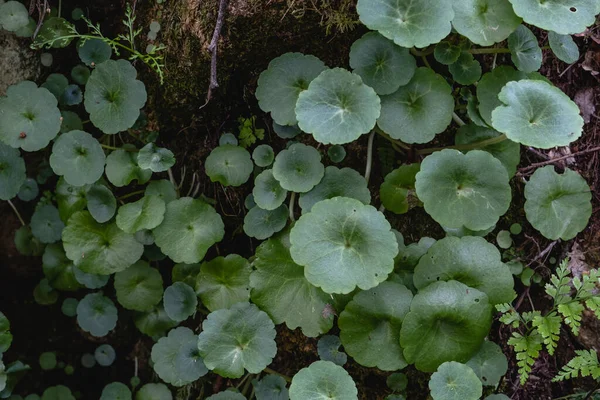 Navelkruid Umbilicus Rupestris Groene Bladeren Sappige Plant Groeit Een Natte — Stockfoto