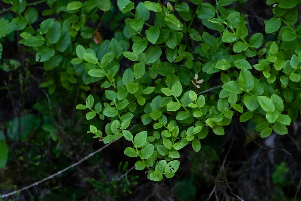 Europäische Blaubeere Oder Blaubeere Vaccinium Myrtillus Wächst Peneda Geres Nationalpark — Stockfoto