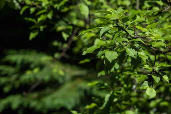 Pêra Selvagem Europeia Pyrus Pyraster Folhas Verdes — Fotografia de Stock