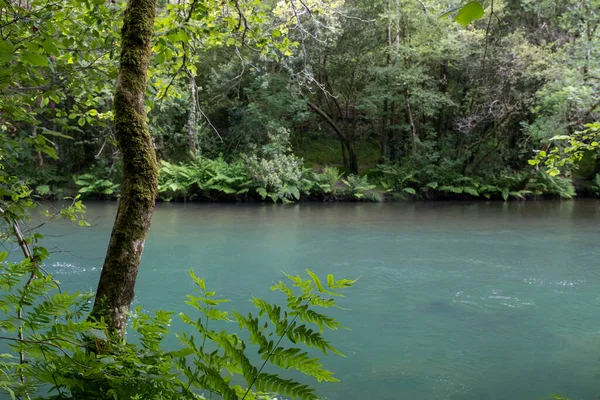 Grüne Ufervegetation Und Urwälder Fluss Eume Fragas Eume Galicien Spanien — Stockfoto