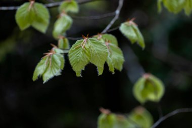 Fagus sylvatica (Avrupa kayın ağacı) taze ve yeşil bahar yaprakları