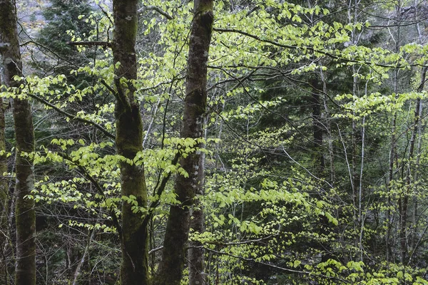 Árboles Haya Europea Fagus Sylvatica Con Follaje Verde Fresco Floreciente — Foto de Stock