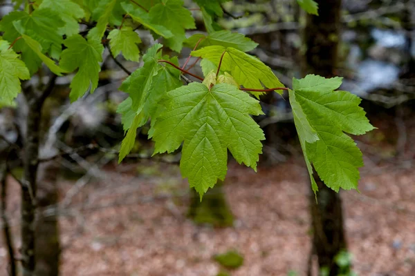 Sycamore Maple Acer Pseudoplatanus Broad Leaved Tree Green Springtime Foliage — Stok fotoğraf