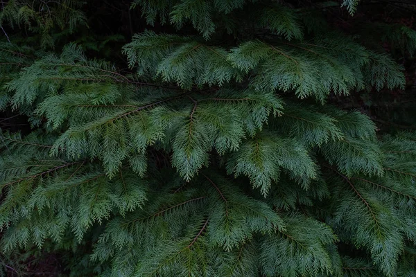 Lawson Cypress Chamaecyparis Lawsoniana Wiecznie Zielone Liście — Zdjęcie stockowe