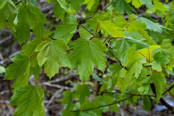 Sycamore Maple Acer Pseudoplatanus Πλατύφυλλο Δένδρο Φρέσκο Πράσινο Ανοιξιάτικο Νέο — Φωτογραφία Αρχείου