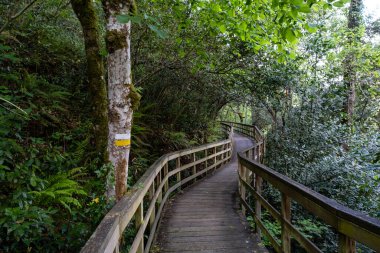 Mao Nehri Kanyonu, Riveira Sacra, Galiçya, İspanya 'daki yeşil ilkbahar Atlantik Ormanı' nda ahşap yol