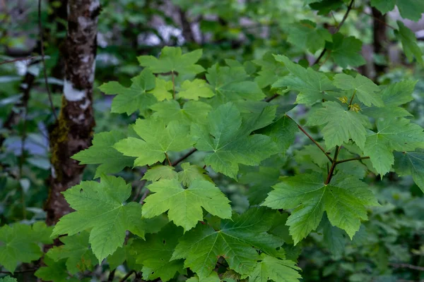 Sycamore Akçaağaç Acer Pseudoplatanus Geniş Yapraklı Yeni Bahar Yeşili Yaprakları — Stok fotoğraf