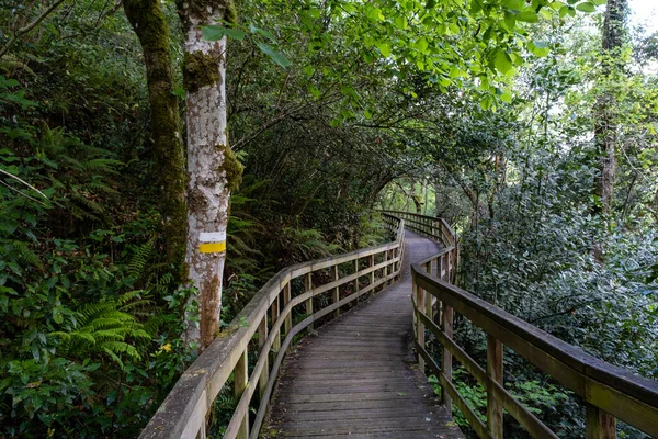 Mao Nehri Kanyonu, Riveira Sacra, Galiçya, İspanya 'daki yeşil ilkbahar Atlantik Ormanı' nda ahşap yol