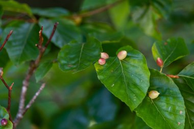 Mikiola ibnesi kayın ağacında kızarıyor (Fagus sylvatica)