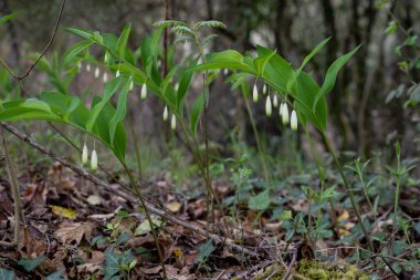 Açısal Süleyman 'ın Mührü (Polygonatum odoratum) taze yeşil yapraklar ve İspanya' nın Galiçya kentindeki bir ormanda yetişen beyaz çiçekler.