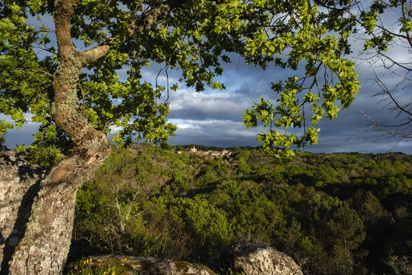 Typical Galician Landscape Province Ourense Oak Forest Santa Marina Augas — Fotografia de Stock
