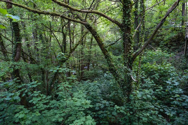 Ήπιο Φυλλοβόλο Δάσος Στη Γαλικία Την Άνοιξη — Φωτογραφία Αρχείου