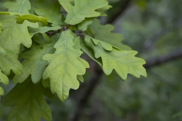 欧洲橡木 Quercus Robur 春季新叶 — 图库照片
