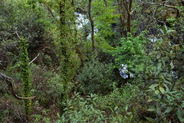 Forêt Décidue Tempérée Galice Printemps — Photo