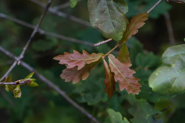 Ευρωπαϊκά Φύλλα Βελανιδιάς Quercus Robur Ανοιξιάτικα — Φωτογραφία Αρχείου