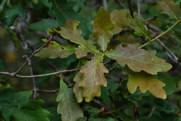 Europäische Eiche Quercus Robur Frühlingshaft Neue Blätter — Stockfoto
