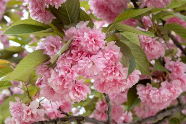 Japon kirazı (Prunus serrulata) Pinl çiçekleri çiçek açıyor 