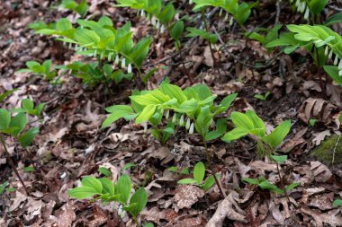 Açısal Süleyman 'ın Mührü (Polygonatum odoratum) taze yeşil yapraklar ve İspanya' nın Galiçya kentindeki bir ormanda yetişen beyaz çiçekler.