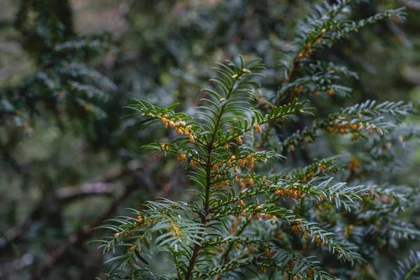 Teixo Europeu Taxus Baccata Folhagem Verde Escura Flores Masculinas — Fotografia de Stock