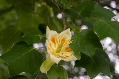 Lale ağacı (Liriodendron lalesi) çiçek açan lale benzeri çiçekler ve yeşil yapraklı yapraklar