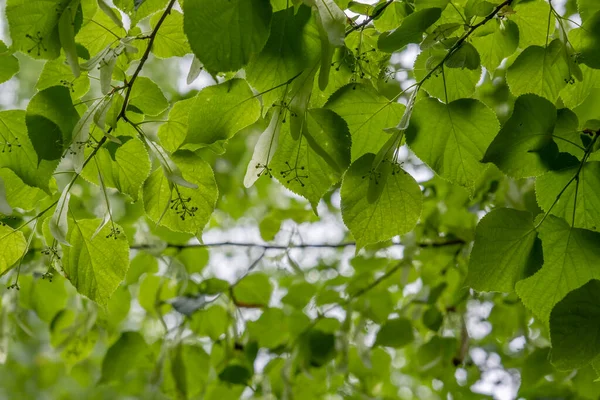 Φύλλα Μικρά Φύλλα Tilia Cordata Πράσινα Ανοιξιάτικα Φυλλώματα Και Ανώριμοι — Φωτογραφία Αρχείου