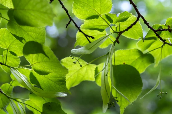 Küçük Yapraklı Ihlamur Tilia Kordata Yeşil Ilkbahar Yaprakları Olgunlaşmamış Rüzgarlar — Stok fotoğraf