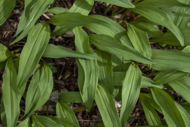 Ayı sarımsağı (Allium ursinum) orman zeminini kaplayan taze yeşil yapraklar