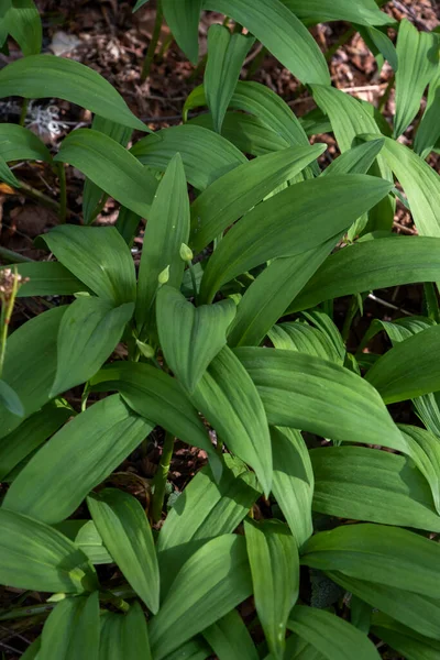 Медведь Чеснок Allium Ursinum Свежие Зеленые Листья Покрывающие Лесную Подстилку — стоковое фото